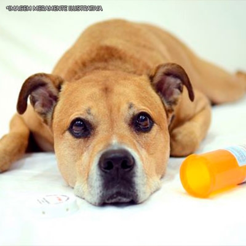 Comprar Remédio Cachorro Alergia por Dermatite Mauá - Remédios para Verme de Cachorro