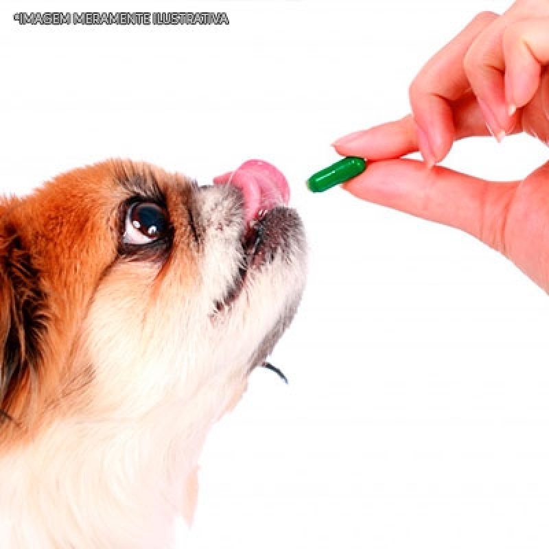 Comprar Remédio de Dor Pra Cachorro Santa Efigênia - Remédio de Verme para Cachorro