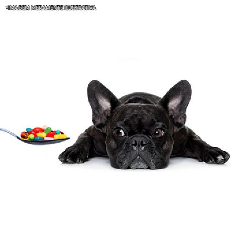 Comprar Remédio de Verme Líquido para Cachorro Sumaré - Remédio de Verme Líquido para Cachorro