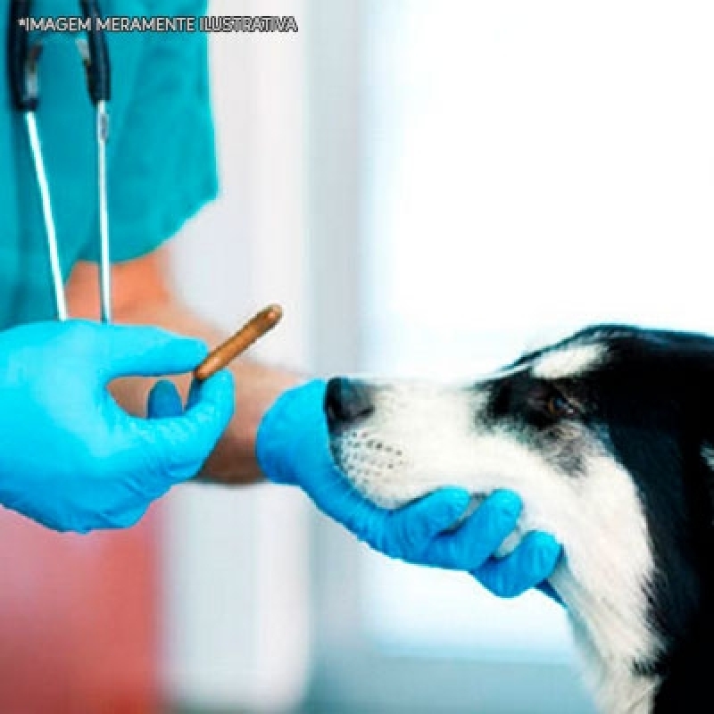 Comprar Remédio de Verme para Cachorro Santa Cecília - Remédio de Alergia para Cachorro