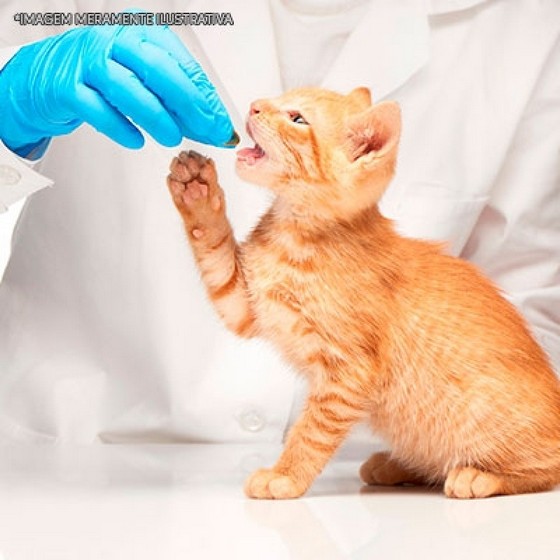Farmácia de Remédio de Verme para Gato Filhote Brás - Remédio Natural para Fígado de Gato