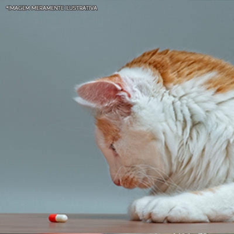 Farmácia de Remédios para Ferimentos Gato Vila Mariana - Remédio de Gripe para Gato