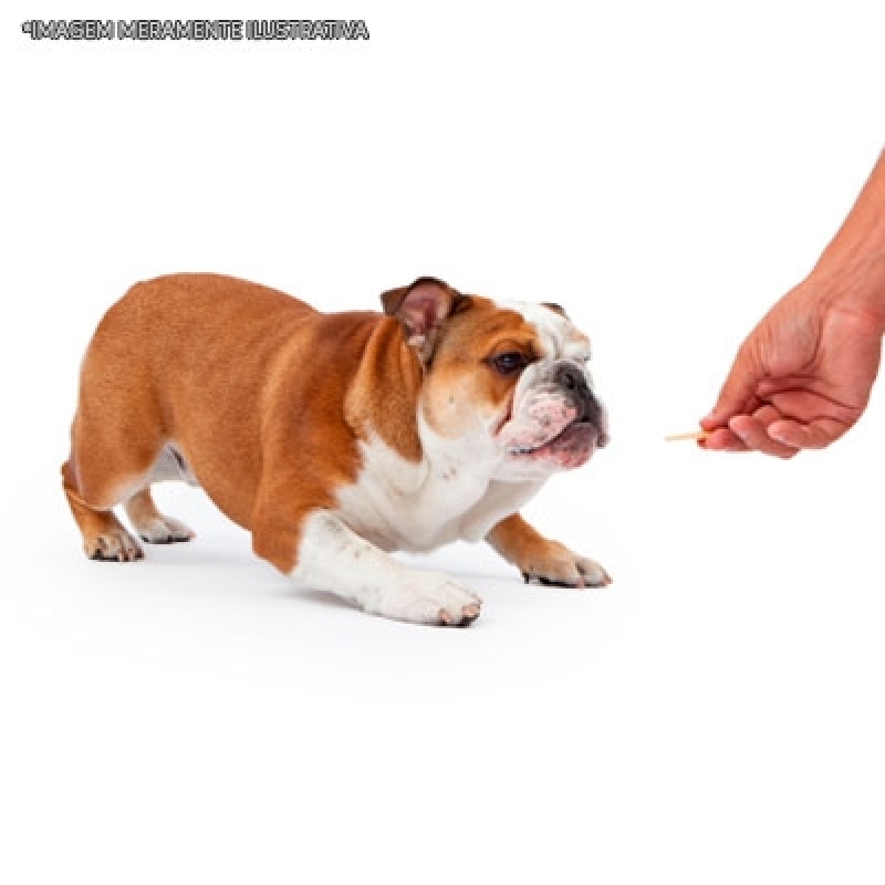 Farmácias de Remédio Alergia Cachorro Moema - Remédio de Verme Líquido para Cachorro