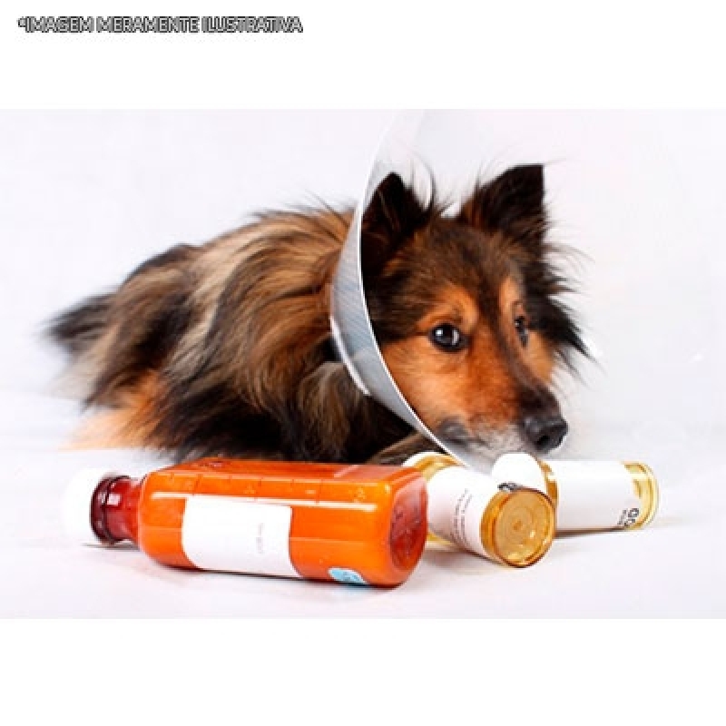 Farmácias de Remédio Cachorro Alergia por Dermatite Santa Efigênia - Remédio Verme Cachorro