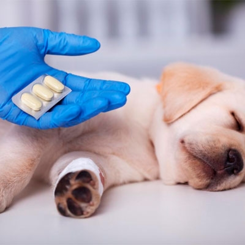 Farmácias de Remédio de Verme de Cachorro Guaianases - Remédio de Dor Pra Cachorro