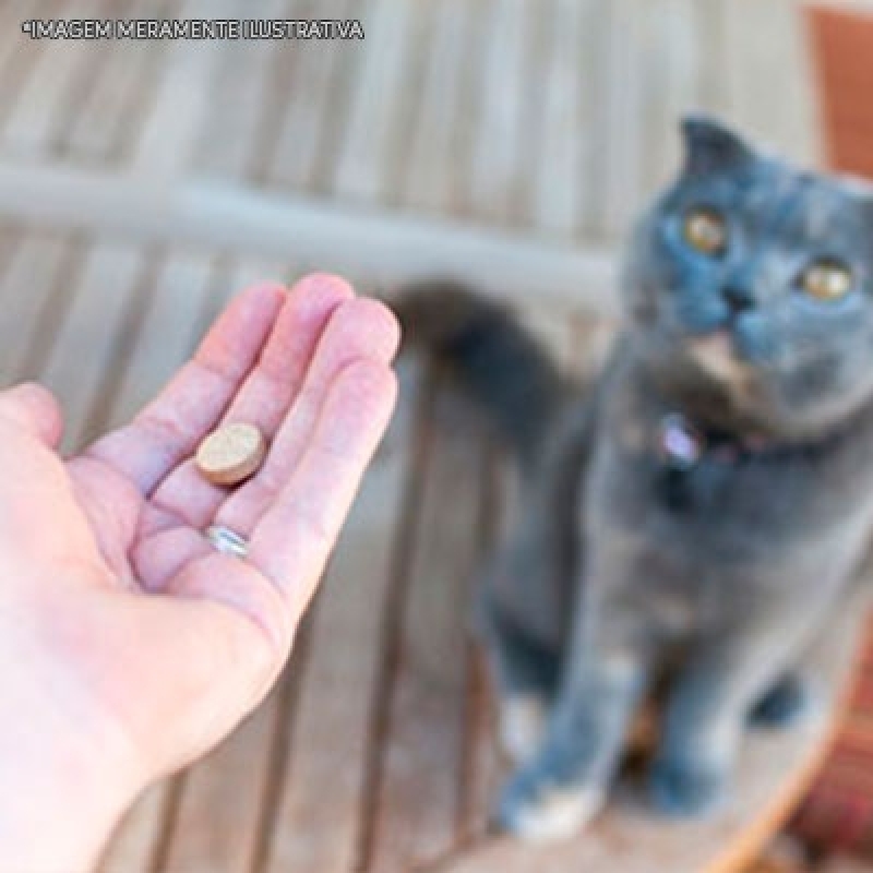 Onde Encontro Remédio Verme Gato Parque do Chaves - Remédios para Gato Pomada