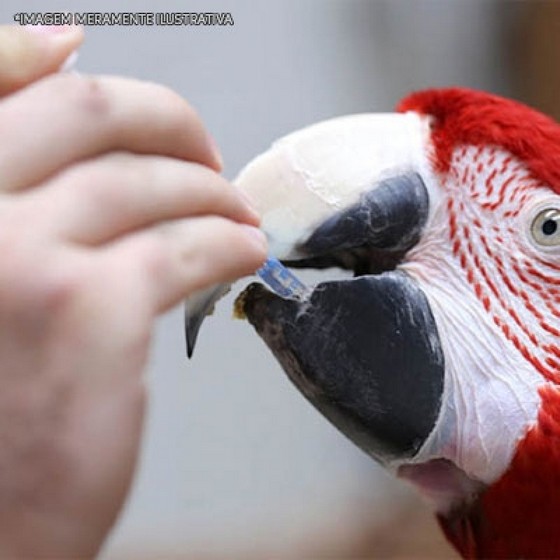 Procuro por Remédio de Aves Glucosamina Paraíso - Remédio para Aves Machucadas