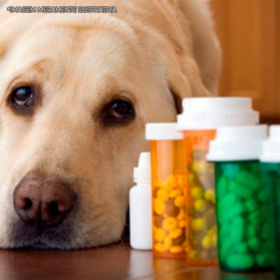 Remédio Cachorro Alergia por Dermatite Vila Curuçá - Remédio Verme Cachorro