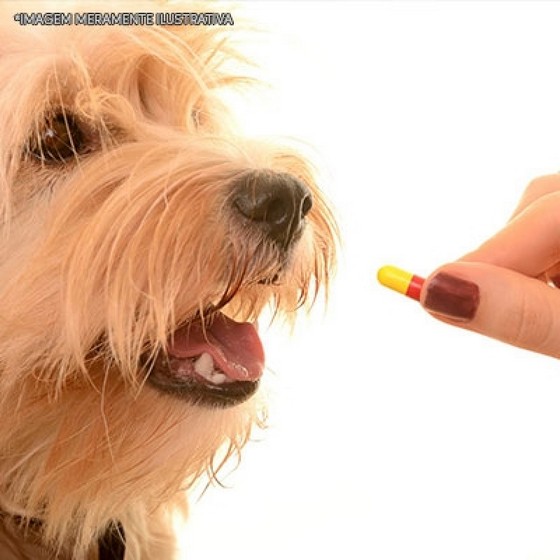 Remédio de Dor para Cachorro Pompéia - Remédio de Verme para Cachorro
