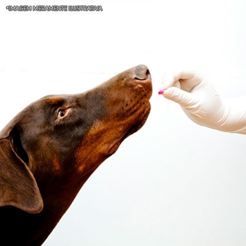 Remédio de Dor Pra Cachorro Orçamento Paraíso - Remédio Alergia Cachorro