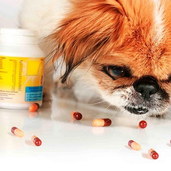 Remédio de Verme de Cachorro Raposo Tavares - Remédio de Verme Líquido para Cachorro