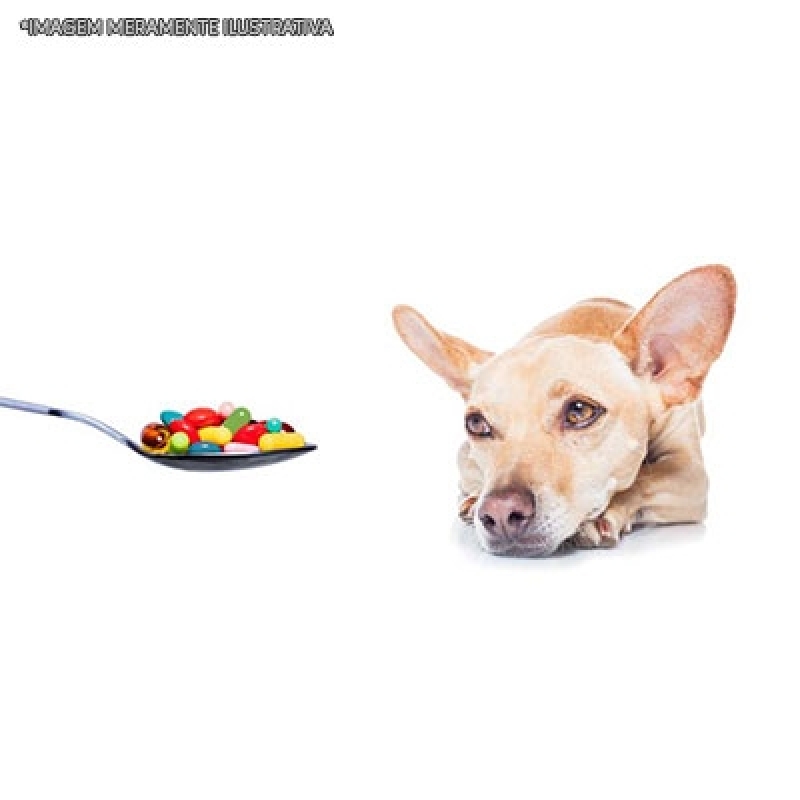 Remédio de Verme para Cachorro Orçamento Santa Efigênia - Remédios para Verme de Cachorro