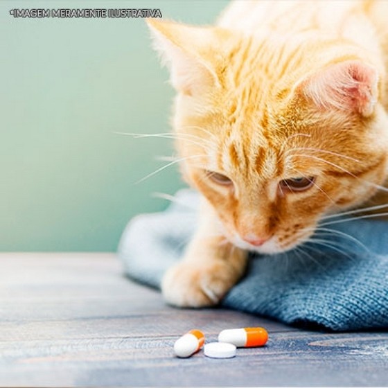 Remédio de Verme para Gato Jardim Ângela - Remédio Verme Gato