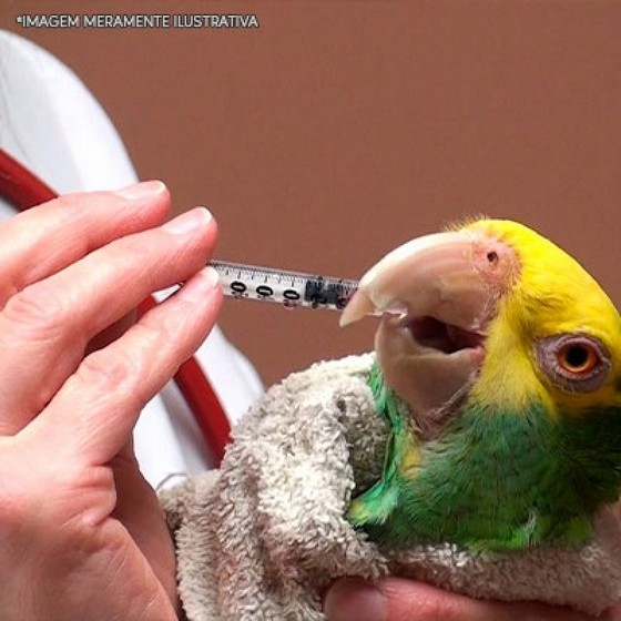 Remédio Gripe das Aves Valor Socorro - Remédio para Aves Machucadas
