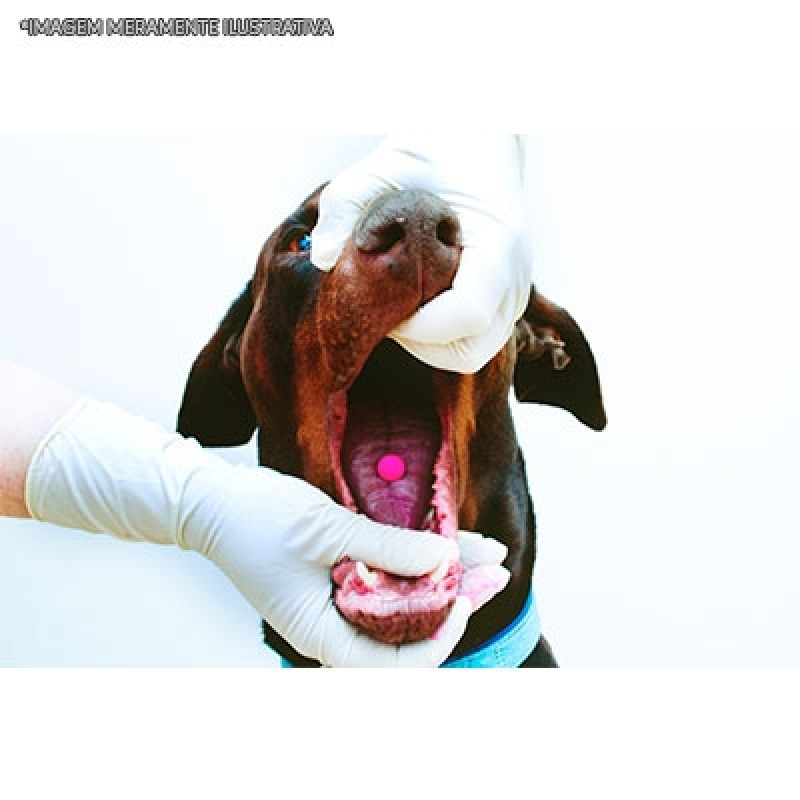 Remédio para Animais para Ferida Santa Cecília - Remédio para Dermatite Animal