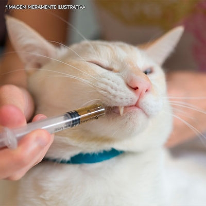 Remédio Verme Gato Preço Jandira - Remédios para Ferimentos Gato