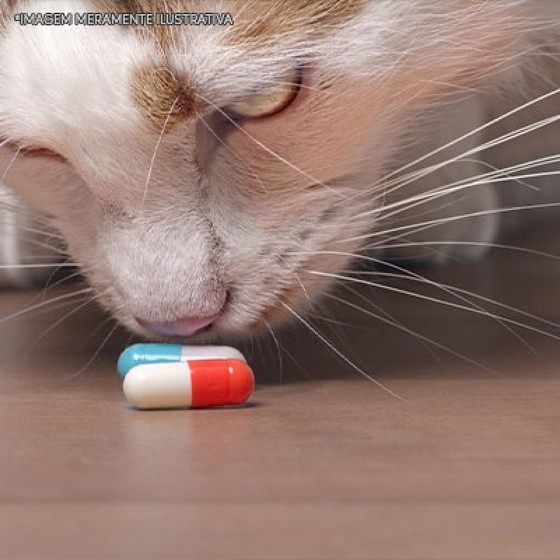 Remédio Verme Gato Parque Mandaqui - Remédios para Ferimentos Gato