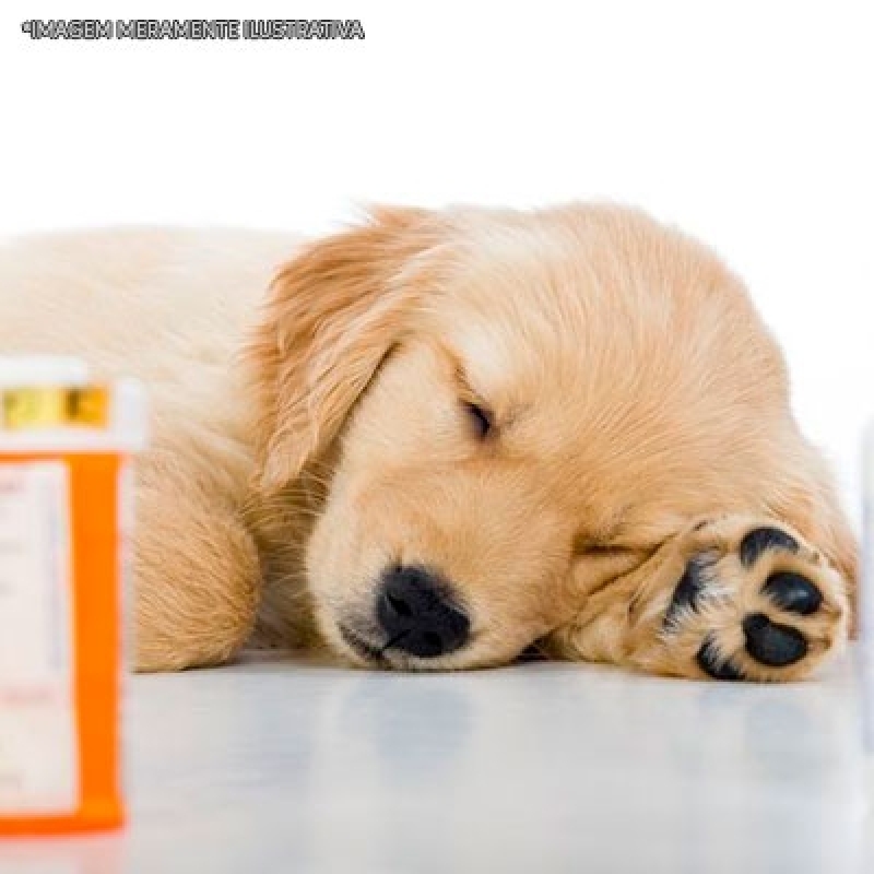 Remédios de Animais Orçamento Carandiru - Remédios para Animais Calmante