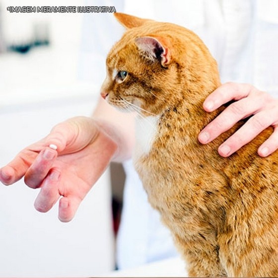 Remédios para Gato Gel Antibiótico Preço Parque Anhembi - Remédios para Gato Dermatite
