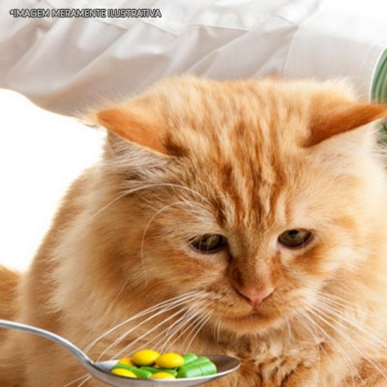 Remédios Vermífugo para Gato Preço Lapa - Remédio Natural para Fígado de Gato