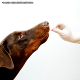 farmácias veterinárias de manipulação remédio para cheiro Itapevi