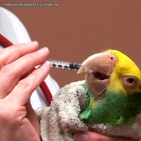 onde encontrar remédio para aves gripe por baixa imunidade Parque do Chaves