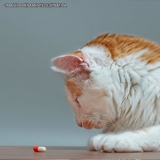 onde encontro remédios vermífugo para gato Vila Romana
