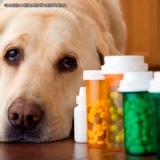 remédio cachorro alergia por dermatite Água Branca