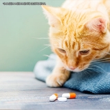 remédios para gato dermatite Vila Mazzei