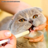 remédios para gatos pomada Trianon Masp